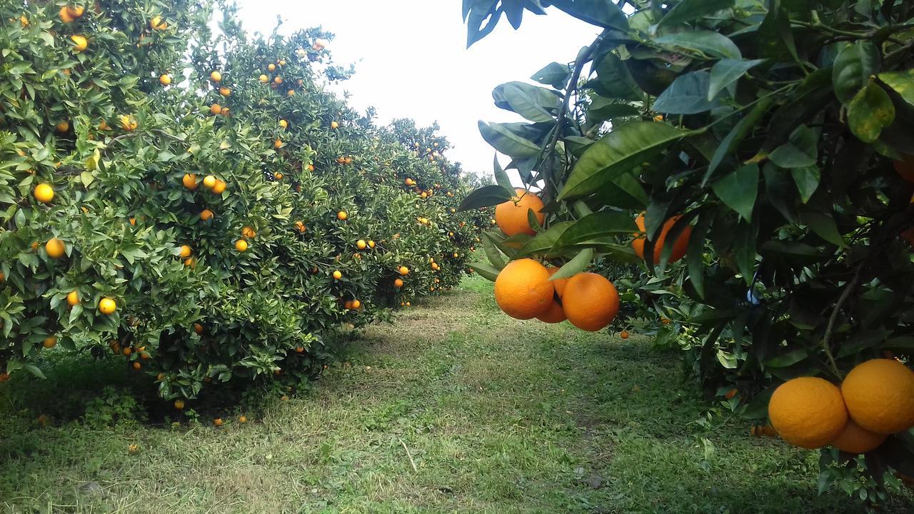 Gli Aranci Dell'Etna Villa Mascali Eksteriør billede